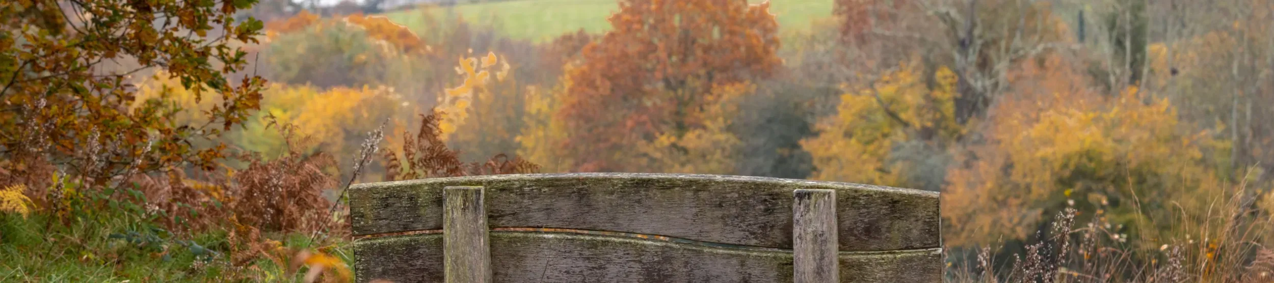 A wooden bench overlooking a wooded valley