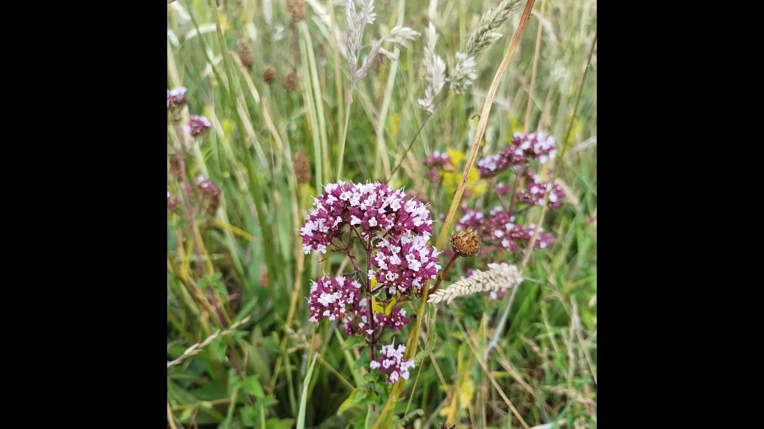 Pink flowers grow from a stalk among grass