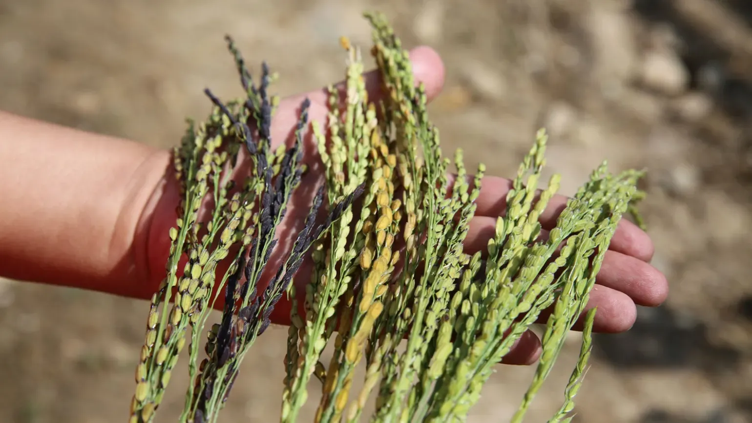 A hand holding 6 different rice species