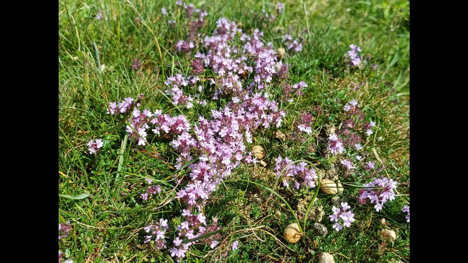 Tiny pink flowers in a patch among grass