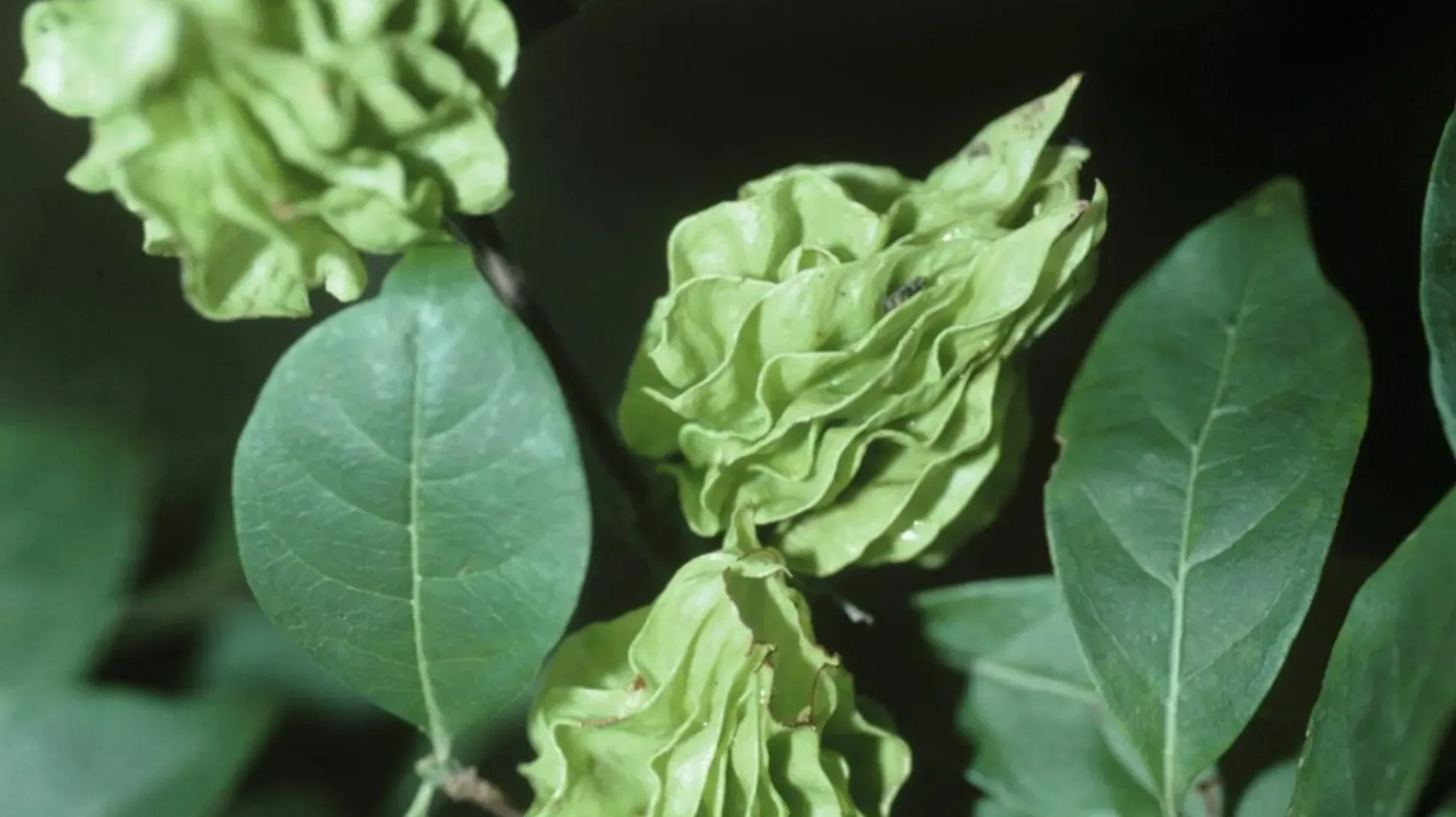 A green winged coffee fruit growing among green leaves