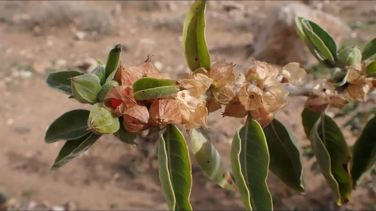 Papery buds next to green leaves on an ashwagandha plant