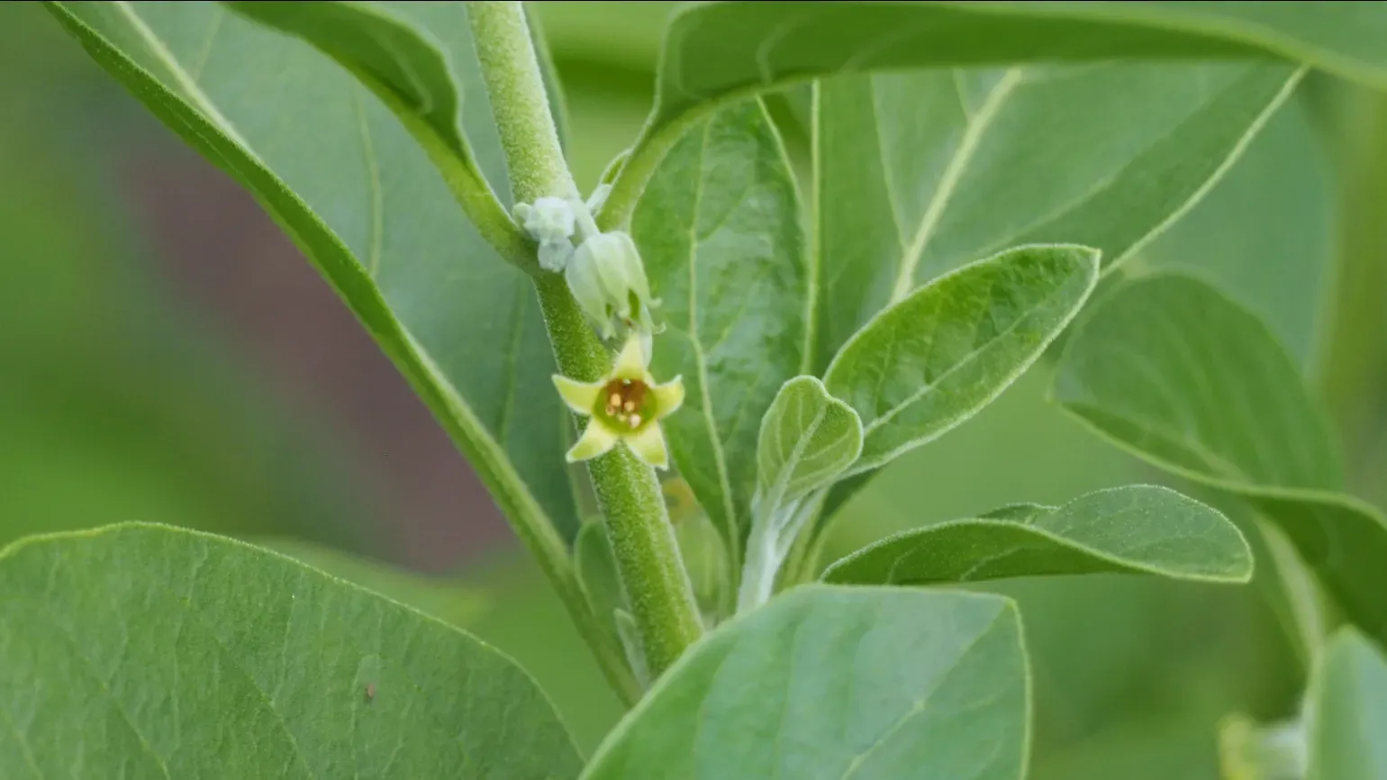 A small green flower growing among the leaves of an ashwagandha plant