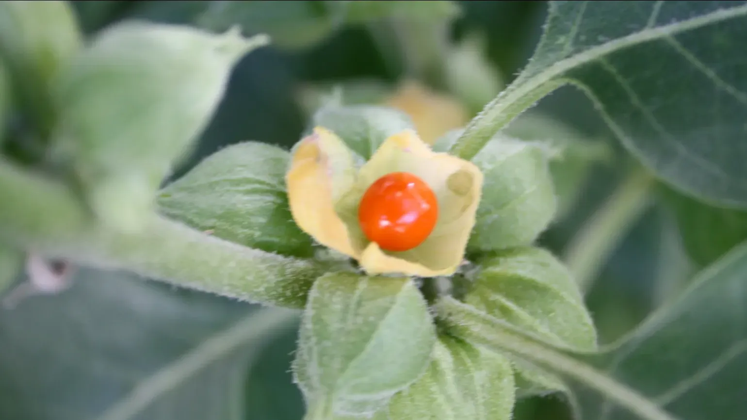 A bright orange berry growing on an ashwagandha plant