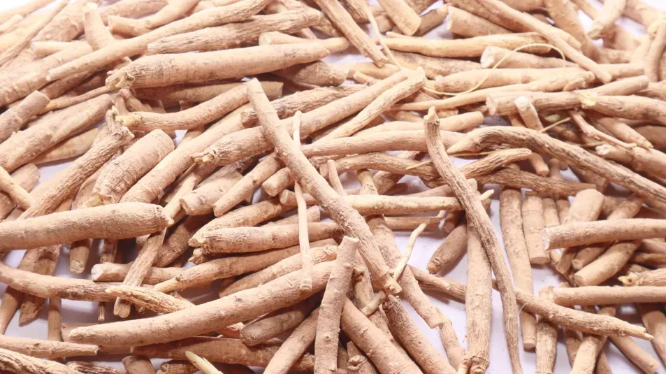 A collection of brown long tube shaped roots from the ashwagandha shrub
