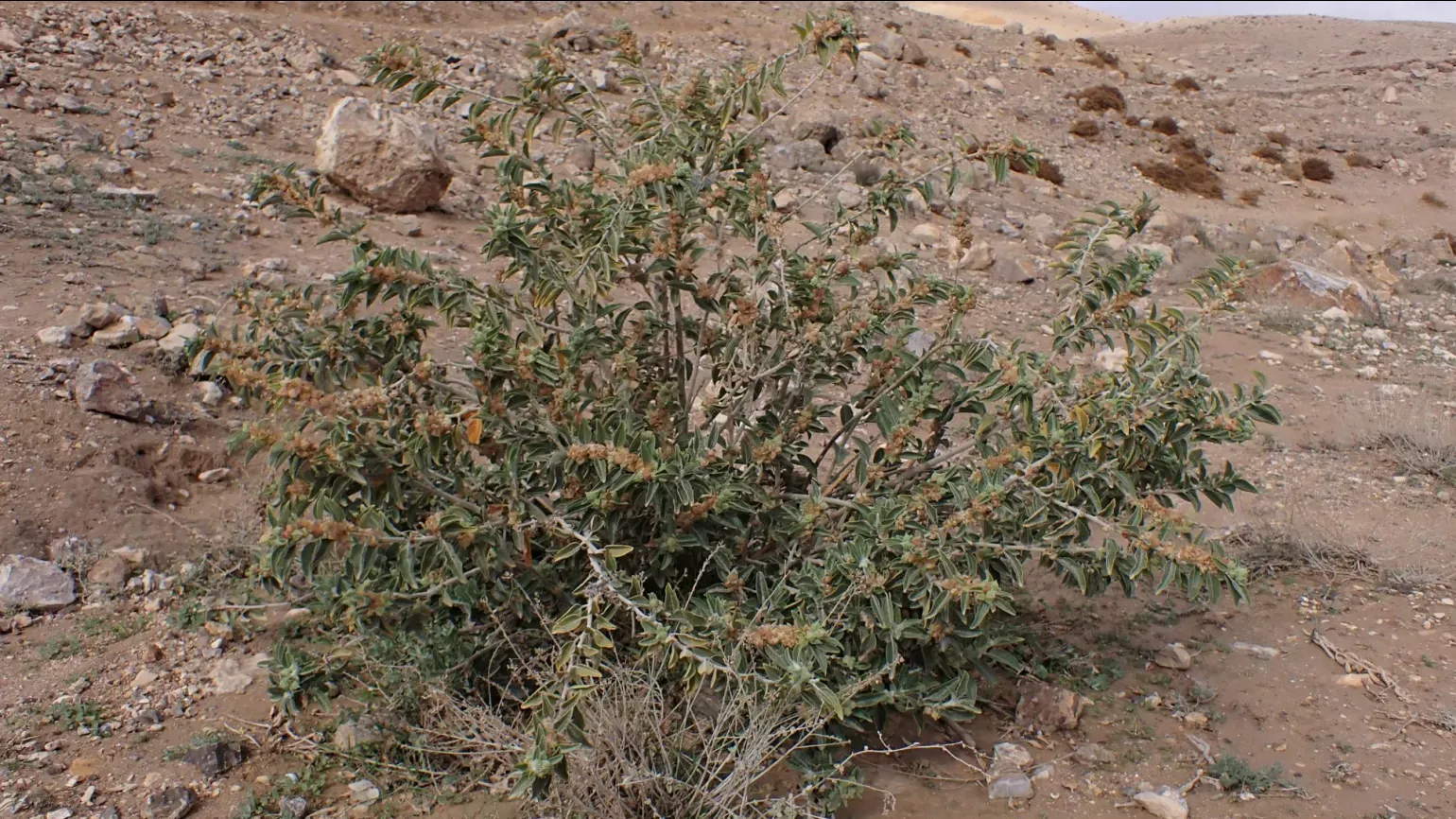 A small green ashwagandha shrub in a desert environment