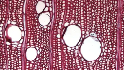 A microscopic  scan of Turraeanthus africana wood 