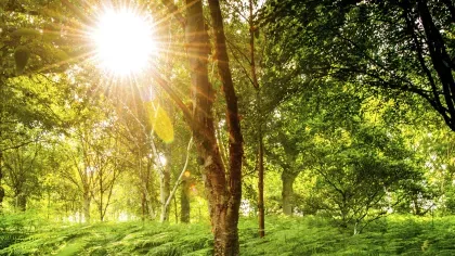 Very bright ball of sunshine shining through a woodland