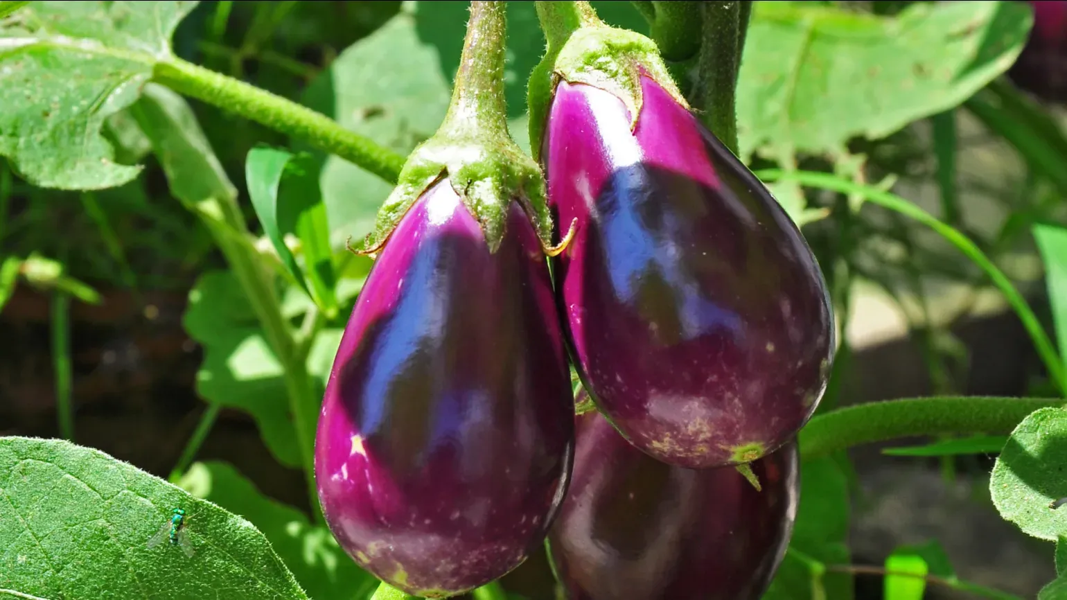 Three small shiny purple aubergine fruit growing on a plant