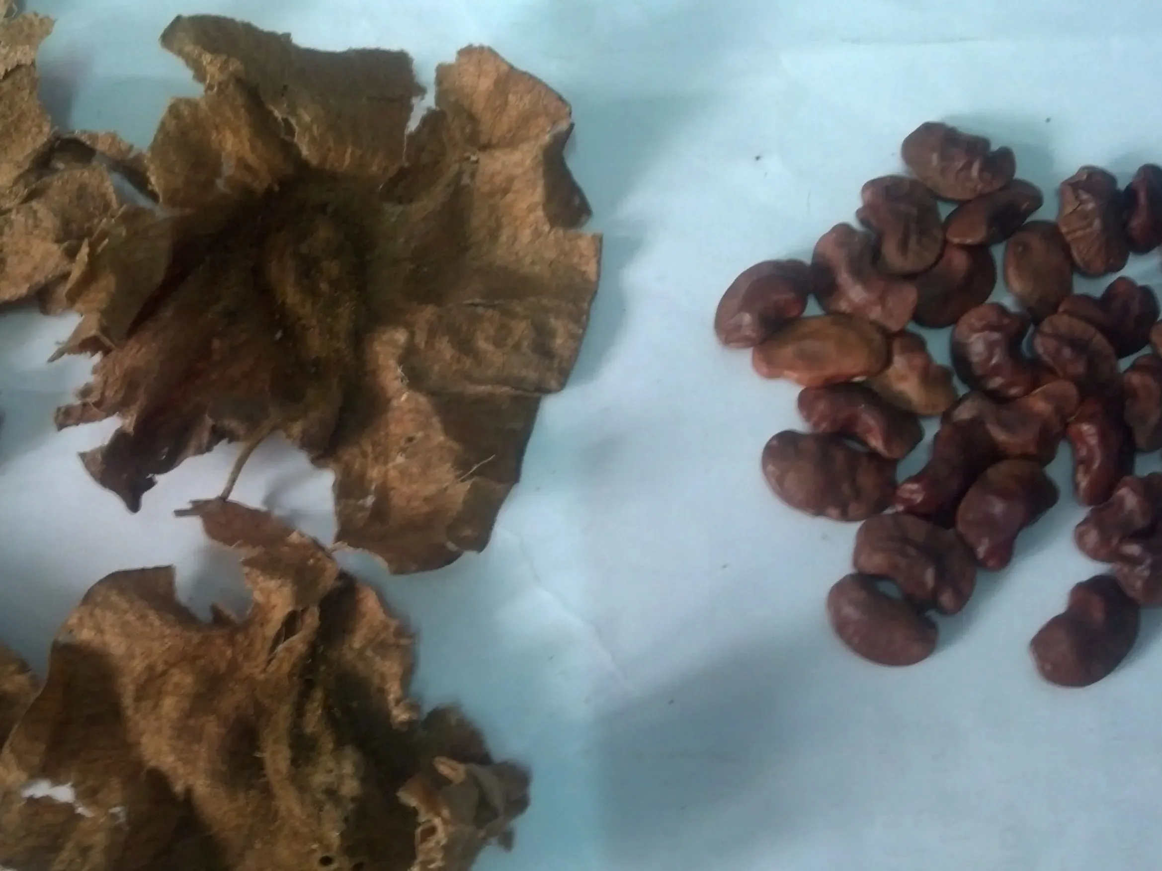 Dried fruits of Mukula appear like crinkled dried leaves, with bean-like seeds next to them