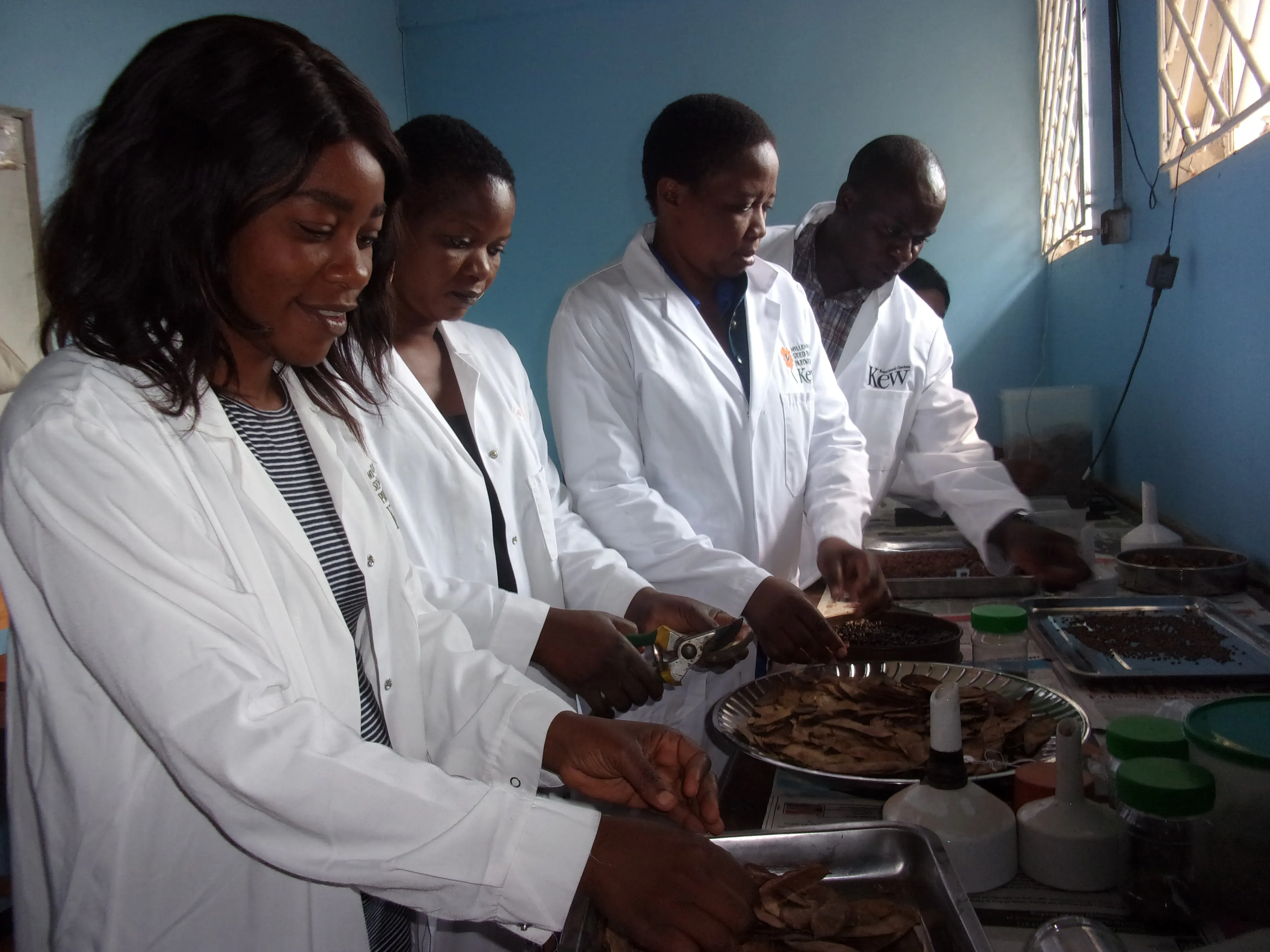 Four Zambian seed scientists are dressed in lab coats as they process seeds 